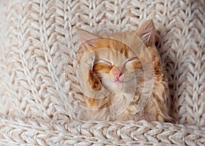 Cute little red kitten sleeps on fur blanket