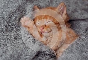 Cute little red kitten sleeps on fur grey blanket