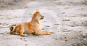 Cute little red puppy lays on the asphalt in the street and looks carefully aside