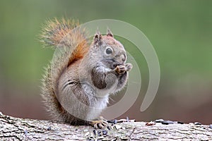 Cute Little Red Squirrel