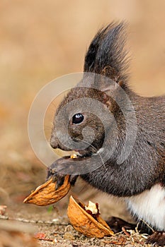 Cute little red squirrel eating nut