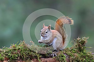 Cute Little Red Squirrel on a mossy branch in the Forest