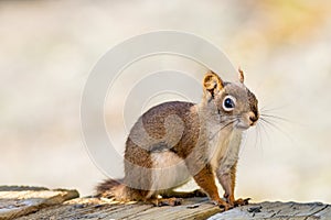 Cute little red squirrel poses on wooden planks
