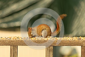 Cute little red squirrel on the railing with his eyes closed. Out to get some birdseed this little rodent looks quite relaxed.