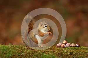 Cute Little red squirrel Sitting on a branch eating acorns in Fall photo