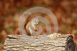 Cute Little red squirrel Sitting on a log in Fall with Peanuts