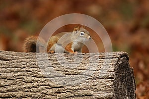 Cute Little red squirrel Sitting on a log in Fall photo