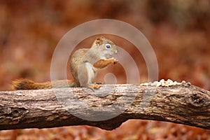Cute Little red squirrel Sitting on a log in Fall photo