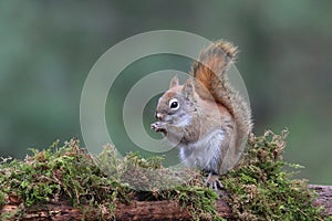 Cute Little Red Squirrel sitting on a mossy branch in the Forest