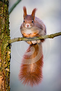 Cute little red squirrel sitting on the tiny tree branch