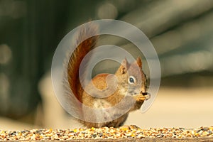 Cute little red squirrel sitting on a wooded railing of a deck for birdseed. The large black eyes with the little bushy tail.