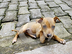 Cute little reddish pup sitting