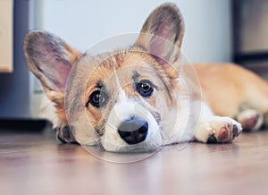 Cute little redhead puppy dog Corgi is lying on the floor and looking dreamy and with sad eyes