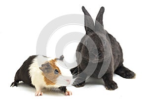 Cute little rex black rabbit and guinea pig isolated on white