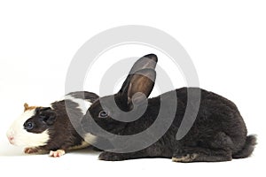 Cute little rex black rabbit and guinea pig isolated on white