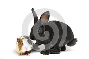 Cute little rex black rabbit and guinea pig isolated on white