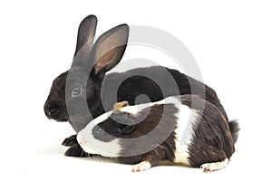 Cute little rex black rabbit and guinea pig isolated on white