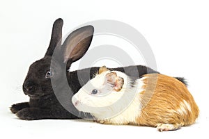 Cute little rex black rabbit and guinea pig isolated on white