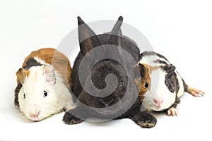 Cute little rex black rabbit and guinea pig isolated on white