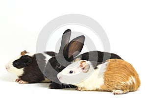 Cute little rex black rabbit and guinea pig isolated on white