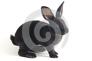 Cute little rex black rabbit isolated on white