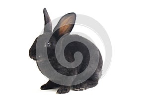 Cute little rex black rabbit isolated on white