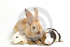 Cute little rex Orange rabbit and guinea pig isolated on