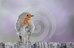 Cute little robin moulting feathers