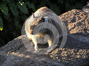 Cute little rodent on a rock.