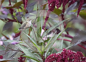 Cute Little Ruby-Throated Hummingbird Perched On A Plant Stem