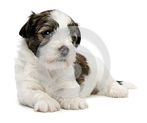 Cute little sable havanese puppy