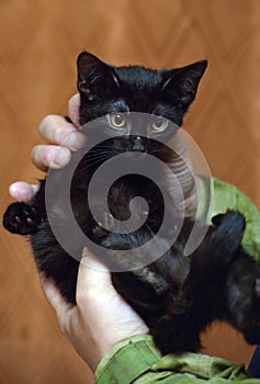 Cute little scared black kitten in hands