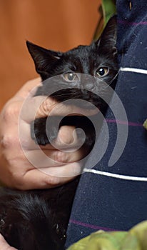 Cute little scared black kitten in hands