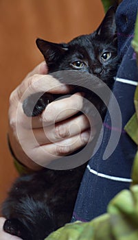 Cute little scared black kitten in hands