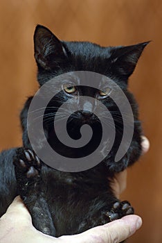 Cute little scared black kitten in hands