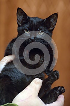 Cute little scared black kitten in hands