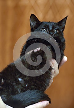 Cute little scared black kitten in hands