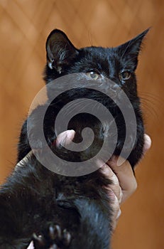 Cute little scared black kitten in hands