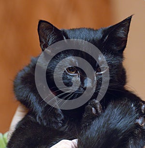 Cute little scared black kitten in hands