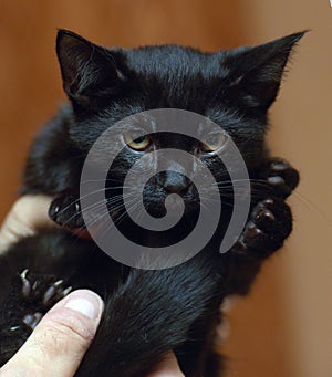 Cute little scared black kitten in hands