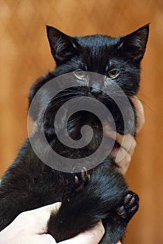 Cute little scared black kitten in hands