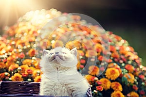 Kitten in orange chrysanthemum flowers