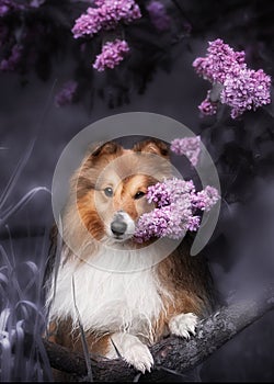 Cute little Sheltie dog with a bouquet of flowers