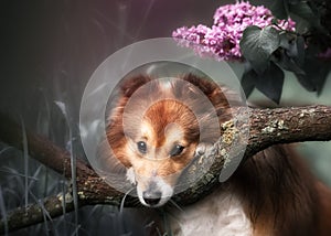 Cute little Sheltie dog with a bouquet of flowers