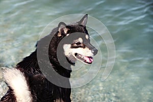 Cute little Shiba Inu dog on river bank