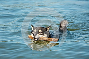 Cute little Shiba Inu dog in water