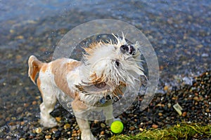 Cute Little Shih Tzu Dog with a ball on the beach.