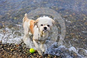 Cute Little Shih Tzu Dog with a ball on the beach.