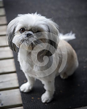 Cute, Little Shih Tzu Puppy Looks up into Camera