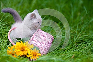 Cute little siamese kitten in a basket